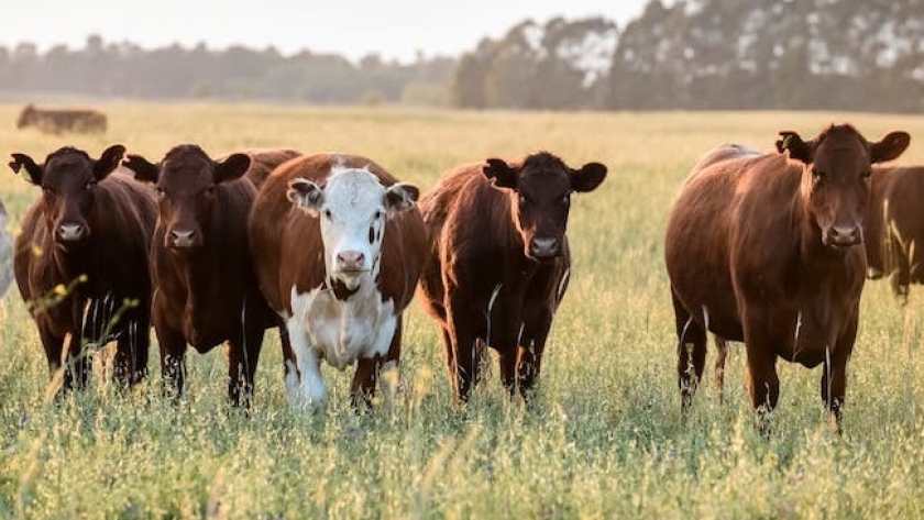 El Gobierno Nacional formalizó un nuevo registro para la exportación de carne
