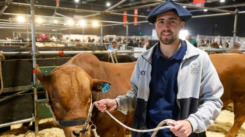 Tiene dos atributos: la Universidad Católica de Córdoba creó una superraza y trajo dos toros a la Rural