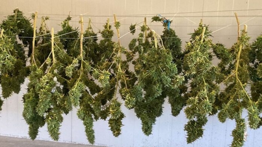 Se cosecharon las primeras plantas de cannabis en macrotúneles