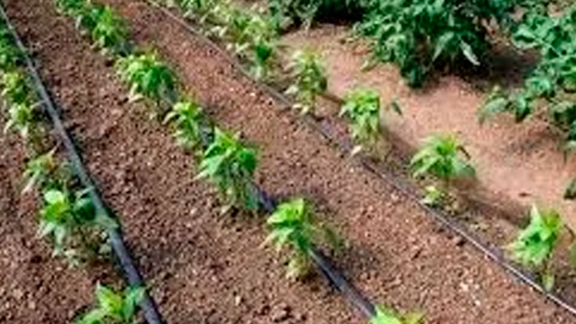 La adecuada utilización del agua de riego para el agro