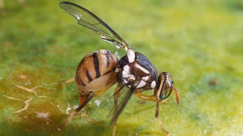 Programa de Control y Erradicación de Mosca de los Frutos