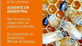 Alerta sanitaria nacional ante el ingreso a Bolivia del pequeño escarabajo de las colmenas