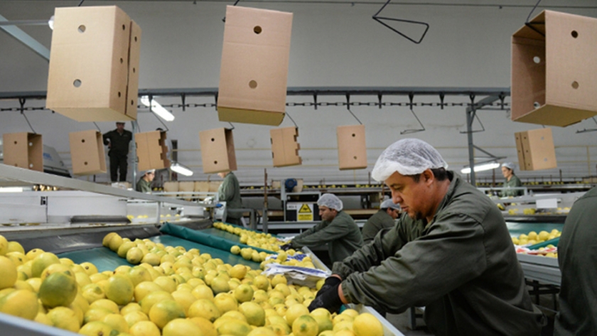 Hubo un importante crecimiento en las exportaciones de limones