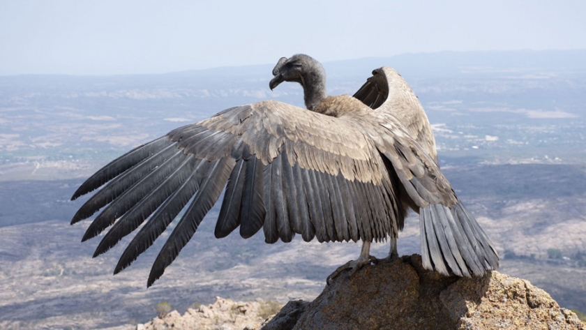 Un cóndor andino vuela nuevamente por el cielo de las altas cumbres