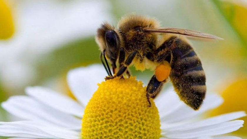 ¿Cómo contribuyen las abejas en el cultivo de berries?