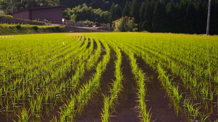 Arroz: en Entre Ríos se completó la siembra en 57.000 hectáreas