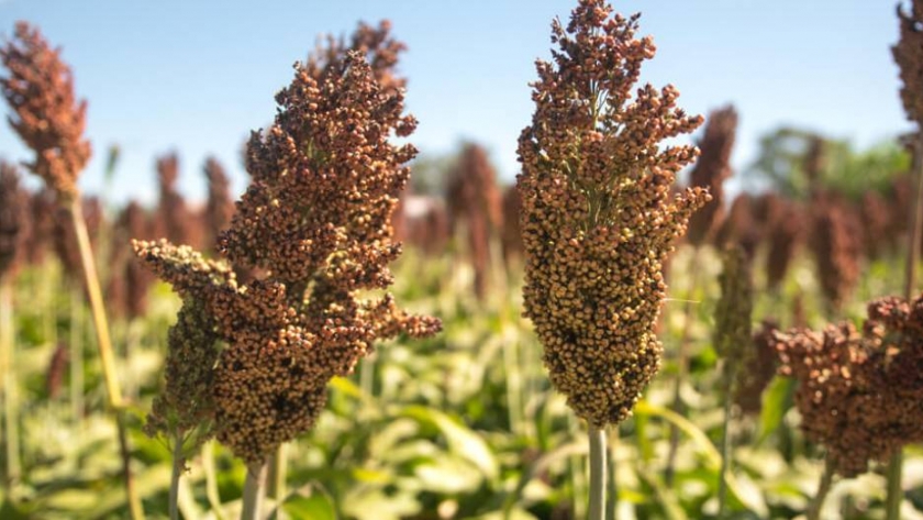 Sorgo: tendencia alcista de precios y buen volumen de exportaciones