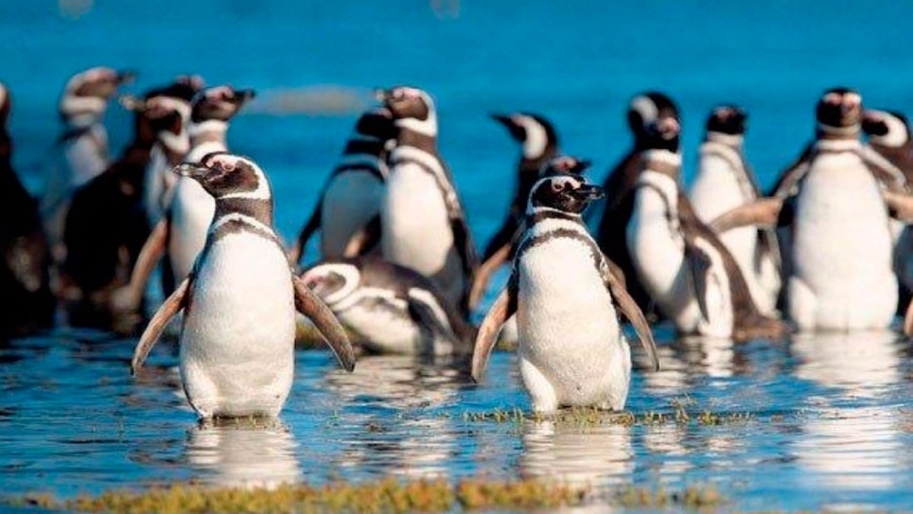 Pingüinos llegan al Sur para el nacimiento de sus pichones
