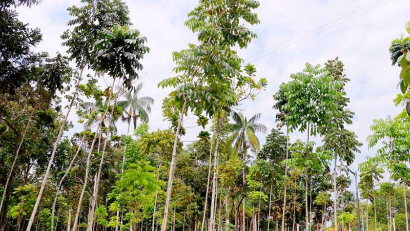 Universidad Nacional de la Amazonía reforestará 500 hectáreas degradadas en Maynas
