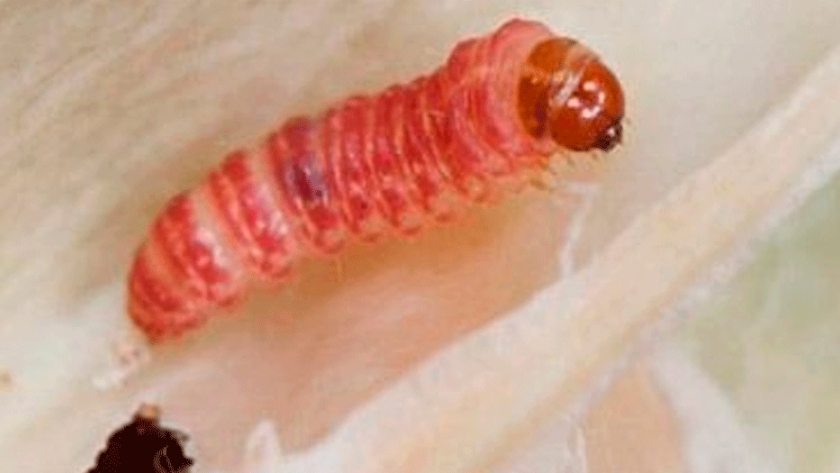 Nueva tecnología protege al algodón de la lagarta rosada