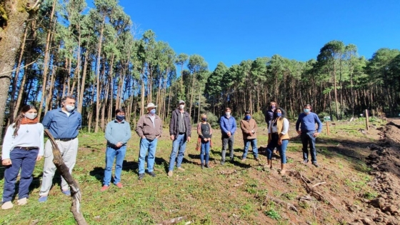 <En el cerro Pereyra, se está llevando adelante un proyecto de desarrollo forestal que beneficiará a los productores de la zona