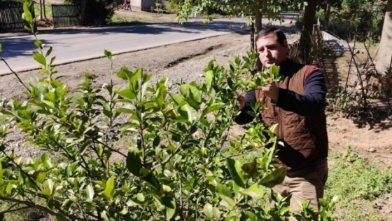 Salta y Senasa trabajan en prevención y control del HLB