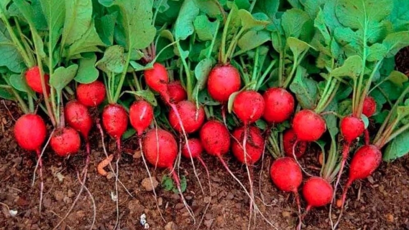 Rabanito: prácticas y recomendaciones para realizar el cultivo aliado de la huerta en otoño