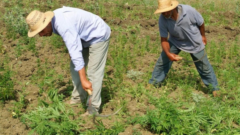 Al menos 400.000 familias humildes viven del cultivo de cannabis en Marruecos