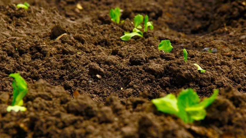 Suelo: aumento en la reposición de nutrientes