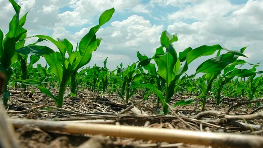 Cambio climático y sistemas productivos en tiempos de COVID-19