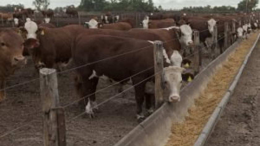 Los feedlot muestran un retroceso en la reposición de ganado