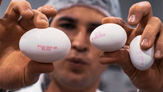 De la crisis sanitaria a la expansión: una avícola del norte busca crecer en un mercado desafiante