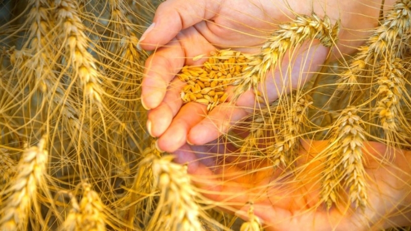 ¿De qué trata la nueva Calculadora de Huella de Carbono para el cultivo del Trigo?
