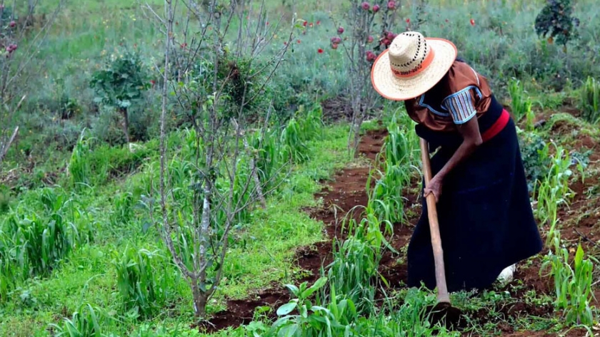 FAO e IICA realizarán conferencias online para promover la agricultura en Venezuela