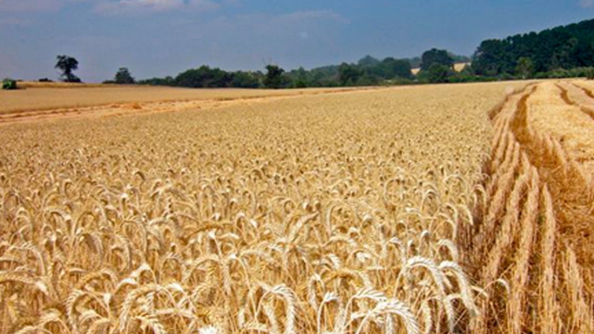 Triticale, el hijo del trigo que sirve para hacer nylon biodegradable