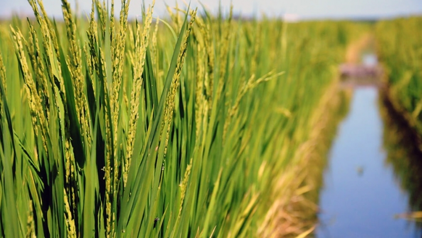 El arroz, un oasis verde en medio del desierto que viven la mayoría de las economías regionales