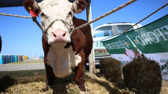 Hereford: oportunidades globales en el mercado de carnes y la necesidad de previsibilidad para inversiones