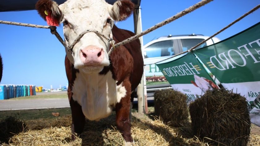 Hereford: oportunidades globales en el mercado de carnes y la necesidad de previsibilidad para inversiones