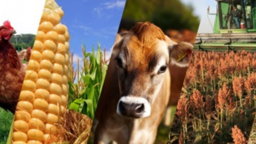 Los 4 desafíos cruciales que deberá enfrentar la agroindustria argentina