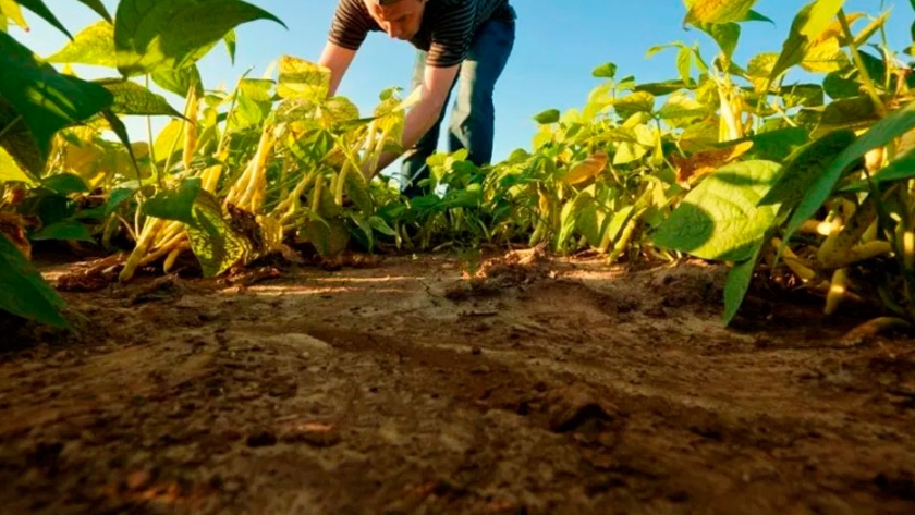 El campo como capturador de CO2