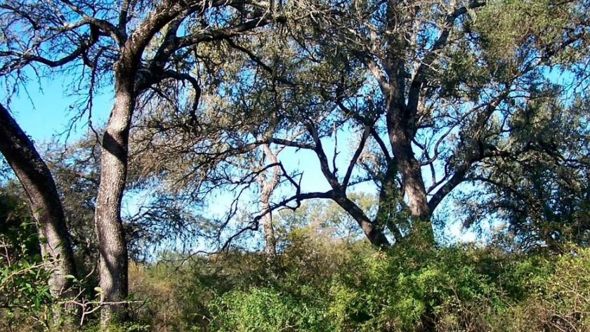 Agrónomos en alerta por un proyecto oficial para modificar la Ley de Bosques