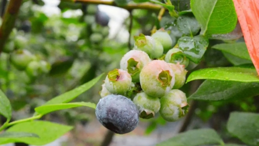 Estudian el uso de biorreguladores en la producción de arándanos