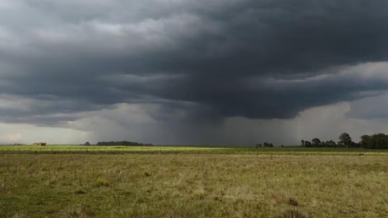 Exceso hídrico en la región núcleo: cómo afectan las lluvias a trigo y granos gruesos