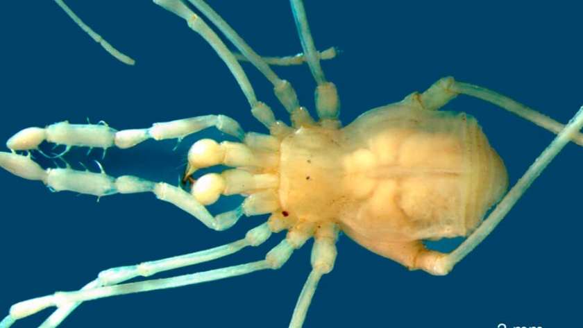 Apareció una nueva especie de arácnido en Mendoza