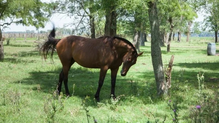 Declaran la emergencia sanitaria por encefalomielitis equina en todo el país