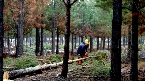<El gobierno provincial destina recursos para continuar apoyando a la actividad forestal