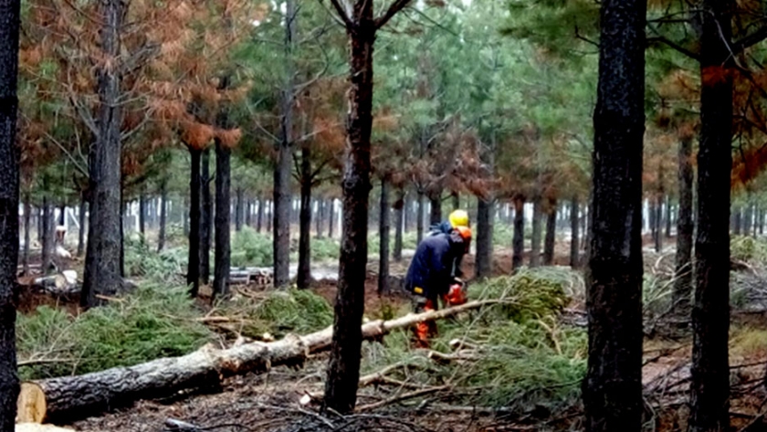 El gobierno provincial destina recursos para continuar apoyando a la actividad forestal