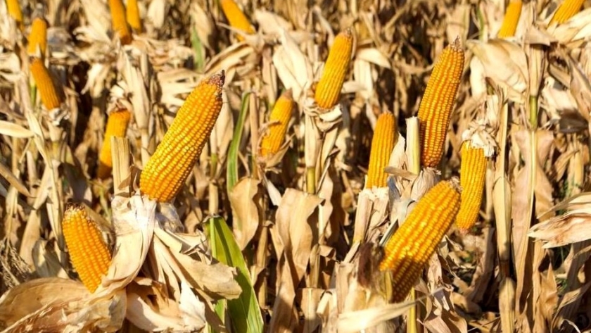 Precampaña de maíz: semilleros preparados para acompañar al productor