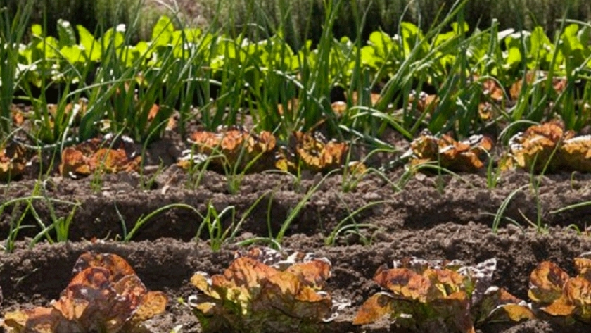 Aromáticas, aliadas para combatir insectos en la huerta