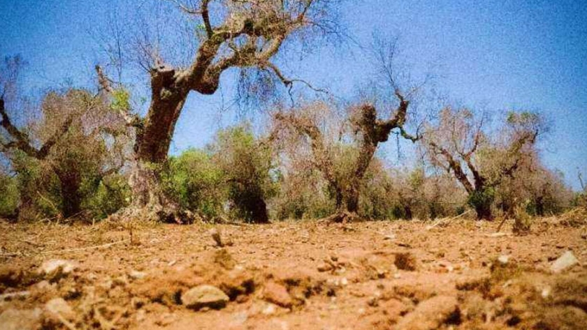 Un rayo de esperanza mientras Italia lucha contra la "lepra del olivo"