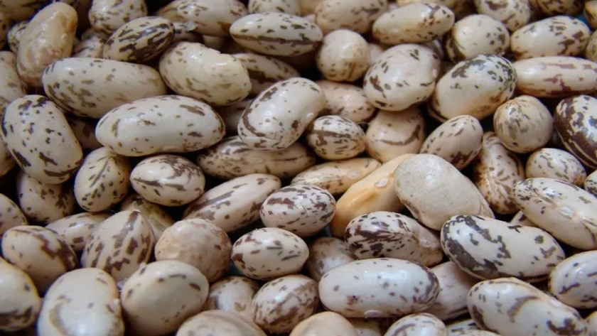 Porotos de color, un buen negocio para el país
