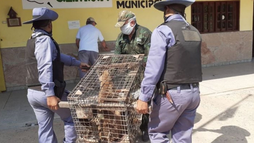 El Gobierno activa los protocolos de rescate ante la presencia de fauna silvestre en zonas urbanas
