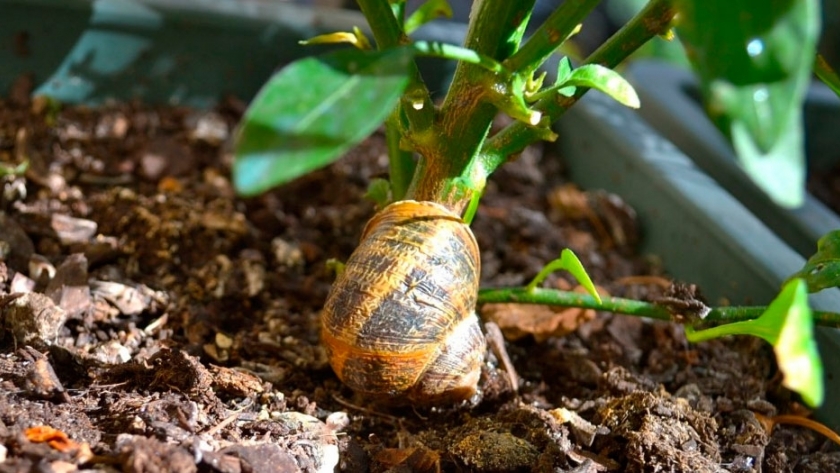 Caracoles y babosas en el jardín