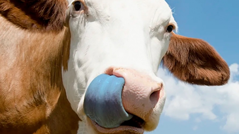 Bluetongue virus – latest situation: Chief Vet urges vigilance