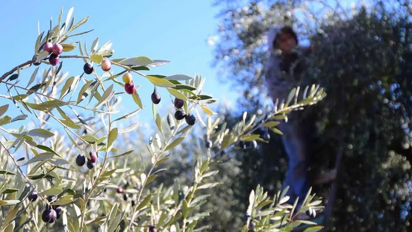 Mamás de niños con autismo inspiraron la elaboración de un súper aceite de oliva