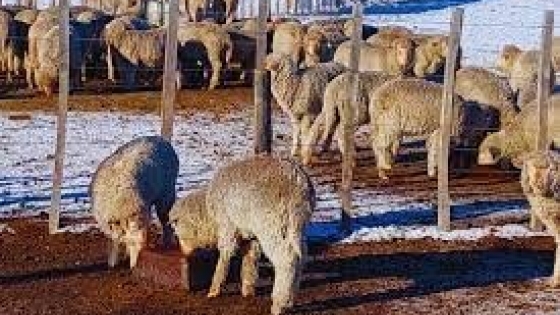 Evalúan bloques nutricionales para suplementar ovinos