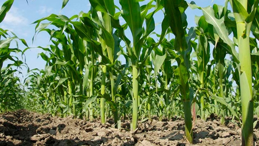 Avanza la implantación de maíz en Mato Grosso