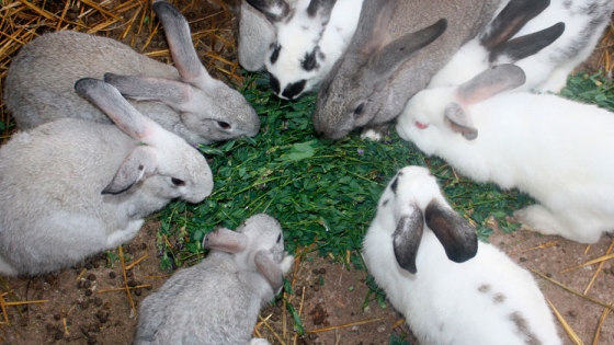 Requerimientos en la alimentación de los conejos