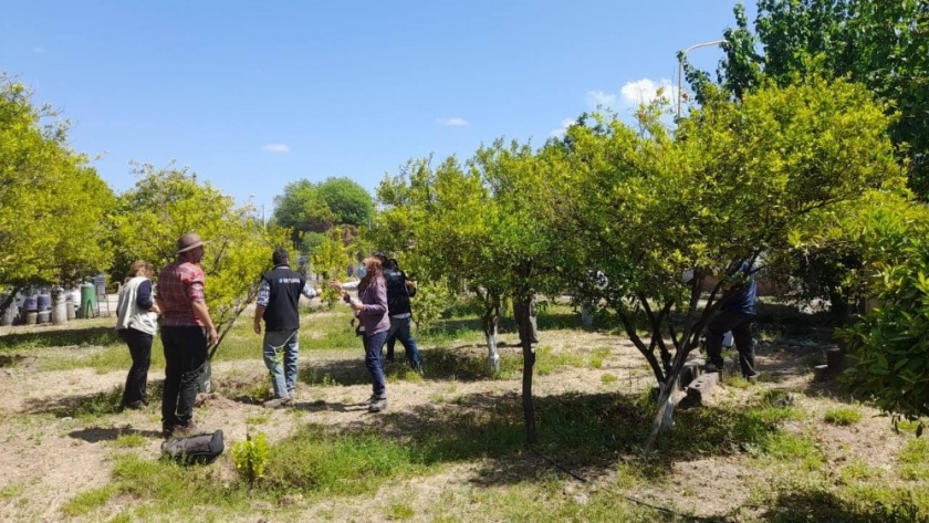 Alerta fitosanitaria por detección del insecto vector del HLB en la provincia de Catamarca
