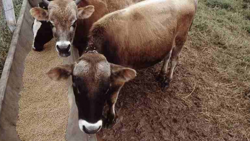 Un estudio puede contribuir a aumentar el índice de éxito en la gestación bovina